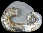 Iridescent Heteromorph Ammonite (Audouliceras) - Russia #39157-1